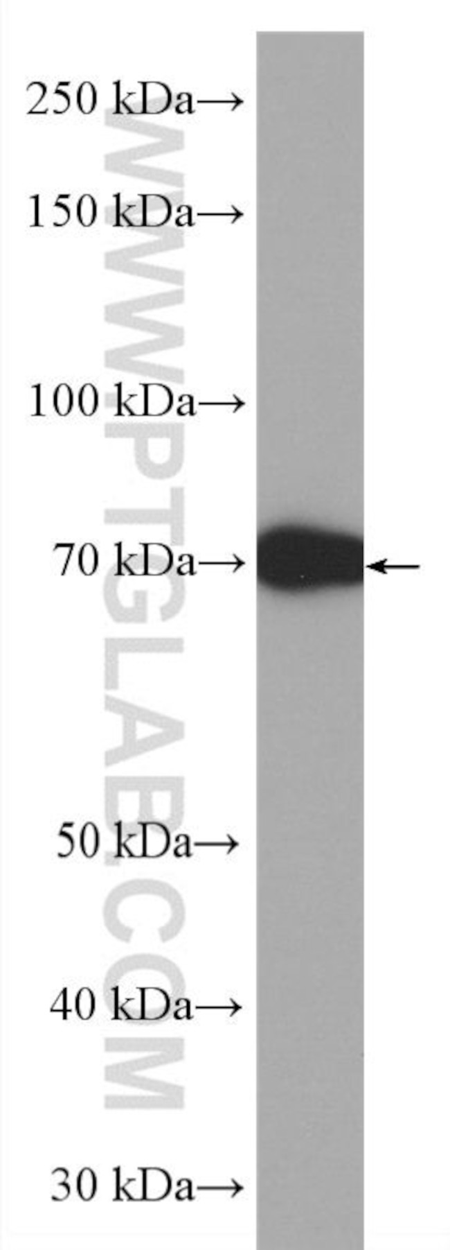 BSA Antibody in Western Blot (WB)