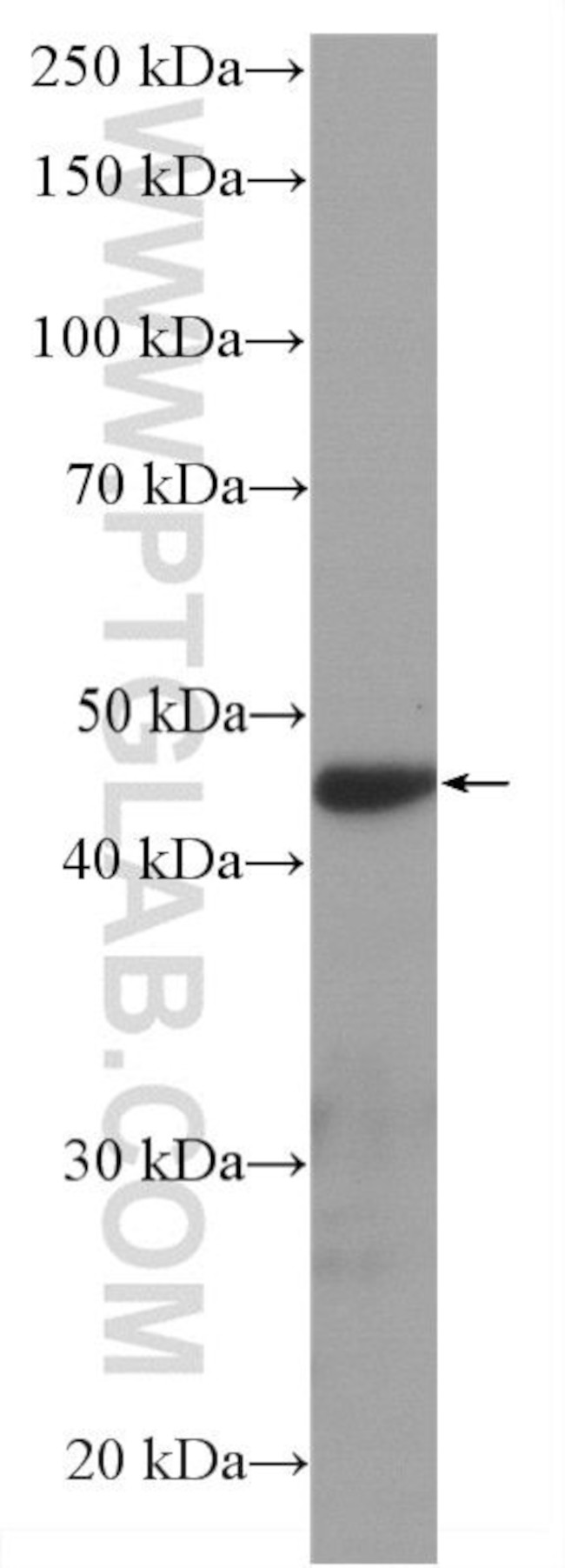 NR2E3 Antibody in Western Blot (WB)