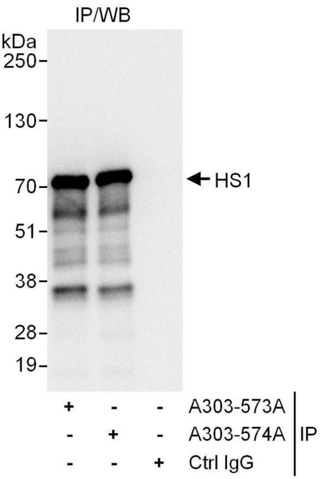 HS1 Antibody in Immunoprecipitation (IP)