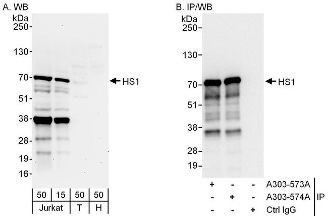 HS1 Antibody in Western Blot (WB)