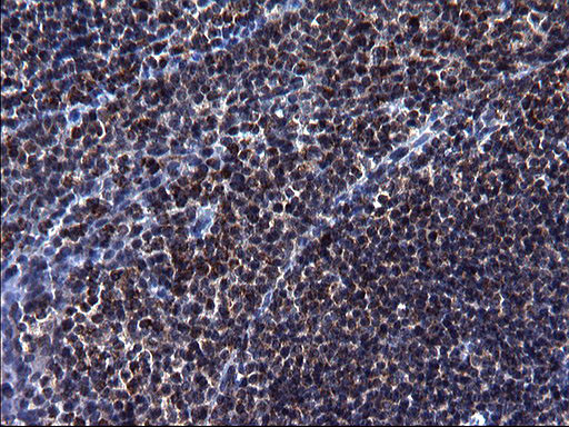 HSCB Antibody in Immunohistochemistry (Paraffin) (IHC (P))