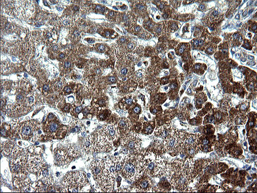 HSCB Antibody in Immunohistochemistry (Paraffin) (IHC (P))