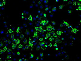 HSD17B10 Antibody in Immunocytochemistry (ICC/IF)