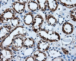 HSD17B10 Antibody in Immunohistochemistry (Paraffin) (IHC (P))