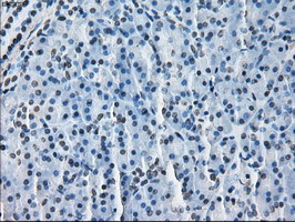 HSD17B10 Antibody in Immunohistochemistry (Paraffin) (IHC (P))