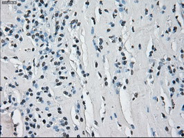 HSD17B10 Antibody in Immunohistochemistry (Paraffin) (IHC (P))