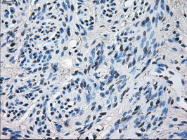 HSD17B10 Antibody in Immunohistochemistry (Paraffin) (IHC (P))