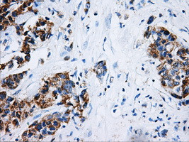 HSD17B10 Antibody in Immunohistochemistry (Paraffin) (IHC (P))