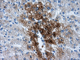 HSD17B10 Antibody in Immunohistochemistry (Paraffin) (IHC (P))