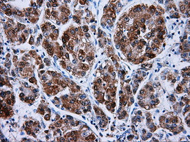 HSD17B10 Antibody in Immunohistochemistry (Paraffin) (IHC (P))