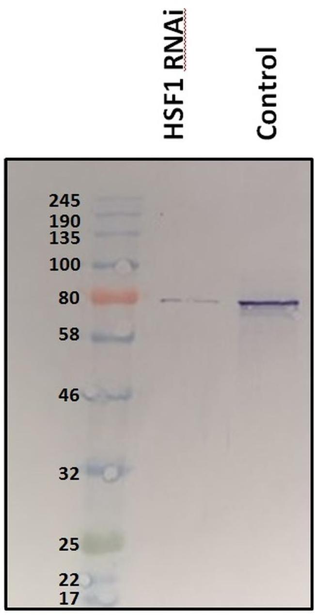 HSF1 Antibody in Western Blot (WB)