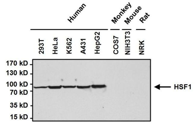 HSF1 Antibody in Western Blot (WB)