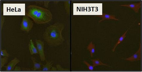 HSP27 Antibody in Immunocytochemistry (ICC/IF)