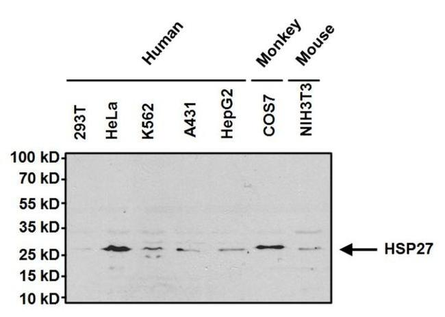 HSP27 Antibody in Western Blot (WB)