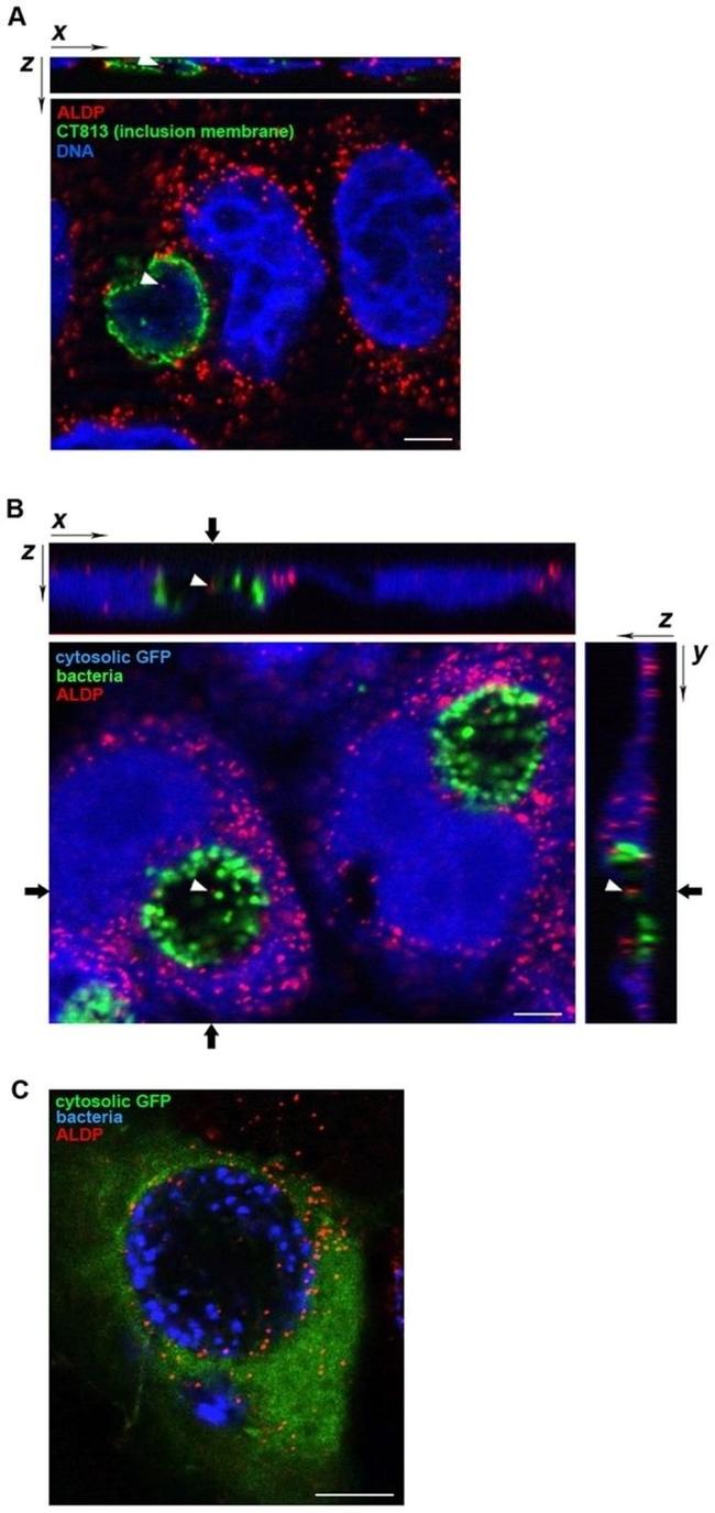 HSP60 Antibody in Immunocytochemistry (ICC/IF)