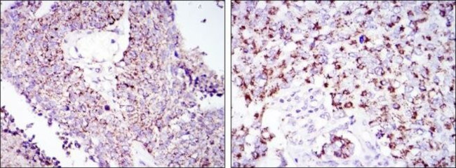 HSP60 Antibody in Immunohistochemistry (Paraffin) (IHC (P))