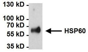 HSP60 Antibody in Immunoprecipitation (IP)