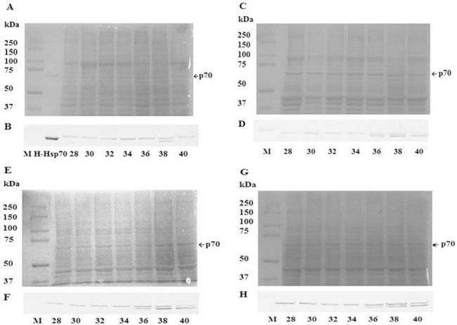 HSP70 Antibody in Western Blot (WB)