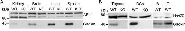 HSP70 Antibody in Western Blot (WB)