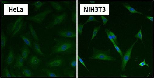 HSC70 Antibody in Immunocytochemistry (ICC/IF)