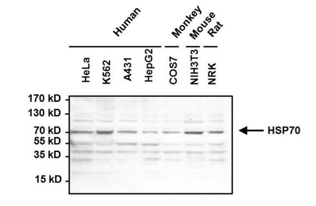 HSC70 Antibody in Western Blot (WB)