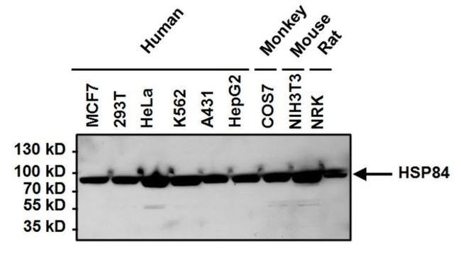 HSP90 beta Antibody in Western Blot (WB)