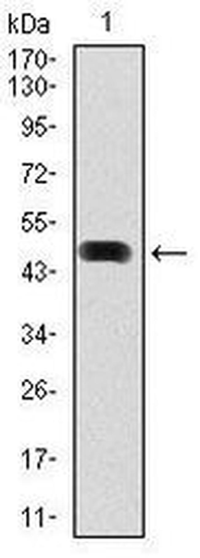 HSP90 alpha Antibody in Western Blot (WB)