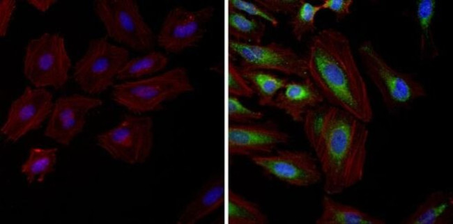 HSP90 alpha Antibody in Immunocytochemistry (ICC/IF)