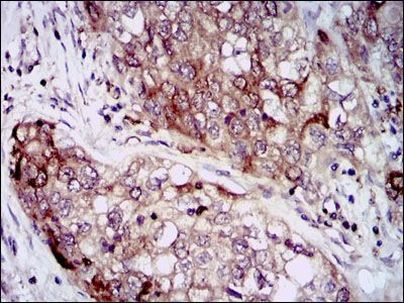 HSP90 alpha Antibody in Immunohistochemistry (Paraffin) (IHC (P))