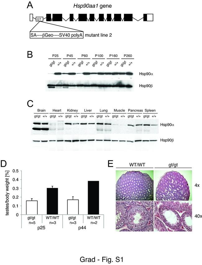 HSP90 alpha Antibody in Western Blot (WB)