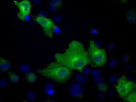 HSPA1A Antibody in Immunocytochemistry (ICC/IF)