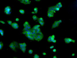 HSPA1A Antibody in Immunocytochemistry (ICC/IF)