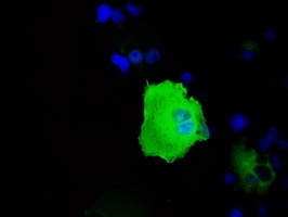 HSPA1A Antibody in Immunocytochemistry (ICC/IF)