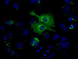 HSPA1A Antibody in Immunocytochemistry (ICC/IF)