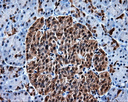 HSPA1A Antibody in Immunohistochemistry (Paraffin) (IHC (P))