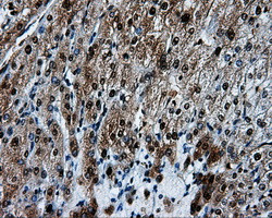 HSPA1A Antibody in Immunohistochemistry (Paraffin) (IHC (P))