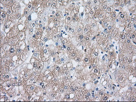 HSPA1A Antibody in Immunohistochemistry (Paraffin) (IHC (P))