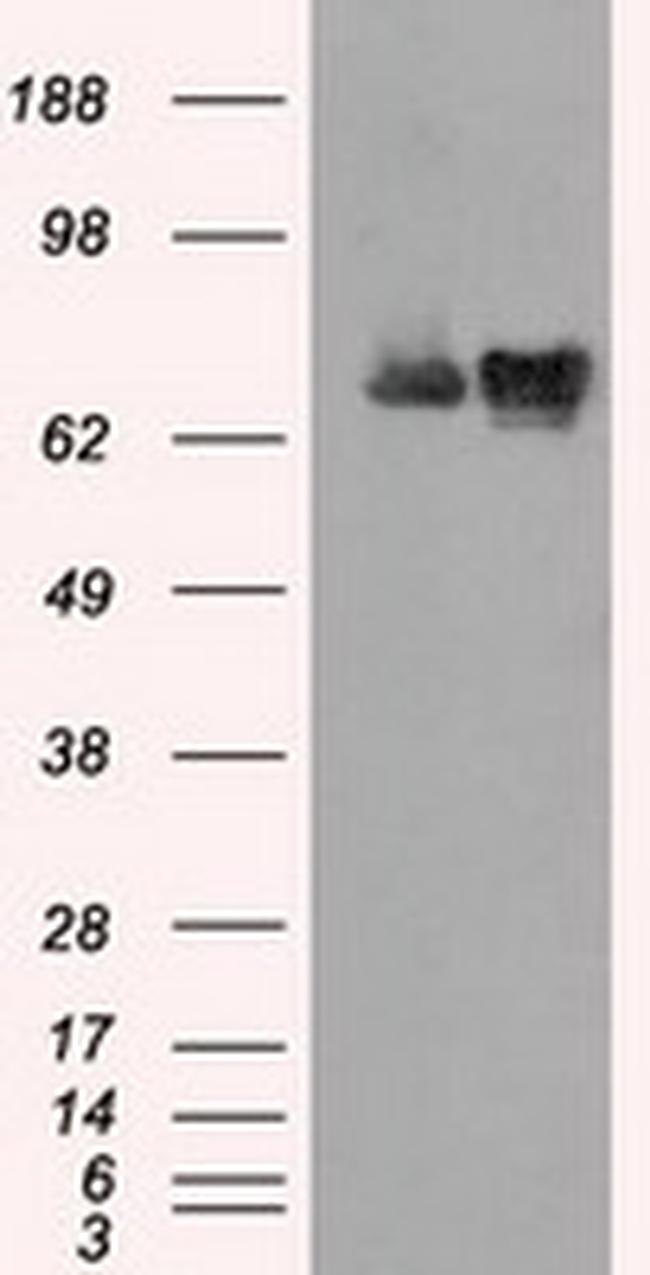 HSPA1A Antibody in Western Blot (WB)