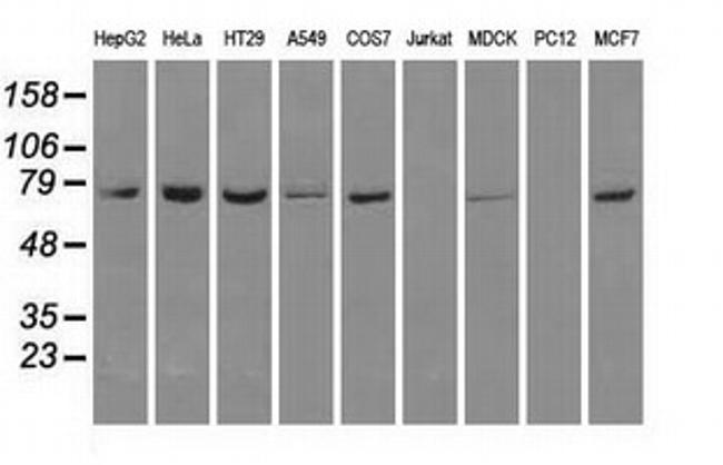 HSPA1A Antibody in Western Blot (WB)