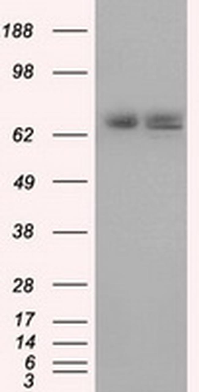 HSPA1A Antibody in Western Blot (WB)