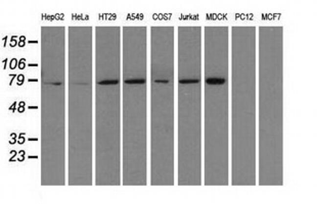 HSPA1A Antibody in Western Blot (WB)