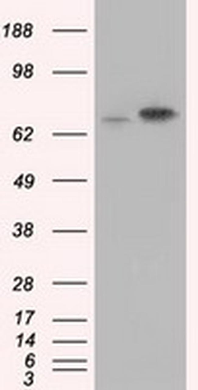 HSPA1A Antibody in Western Blot (WB)