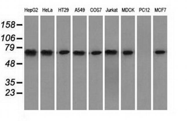 HSPA1A Antibody in Western Blot (WB)