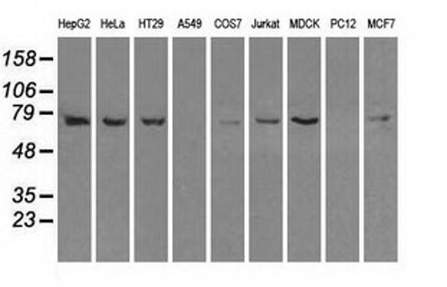 HSPA1A Antibody in Western Blot (WB)