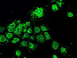 HSPA9 Antibody in Immunocytochemistry (ICC/IF)