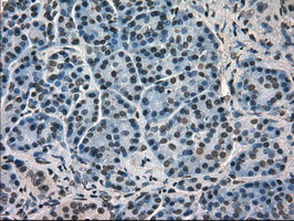 HSPA9 Antibody in Immunohistochemistry (Paraffin) (IHC (P))