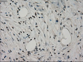 HSPA9 Antibody in Immunohistochemistry (Paraffin) (IHC (P))