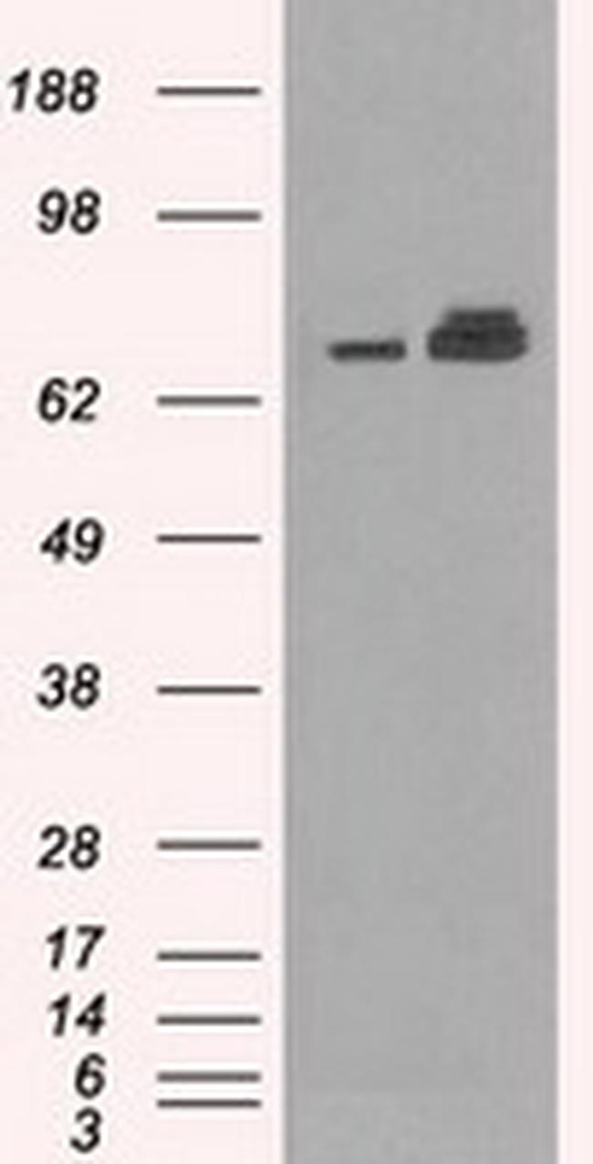 HSPA9 Antibody in Western Blot (WB)