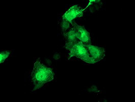 HSPBP1 Antibody in Immunocytochemistry (ICC/IF)