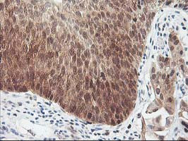 HSPBP1 Antibody in Immunohistochemistry (Paraffin) (IHC (P))